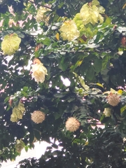 Maniltoa browneoides