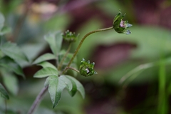Cosmos diversifolius
