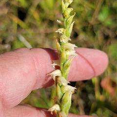 Spiranthes casei
