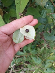 Cardiospermum grandiflorum