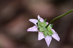 Cosmos diversifolius