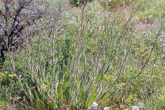 Hieracium scouleri