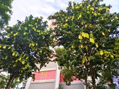 Maniltoa browneoides