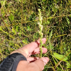 Spiranthes casei