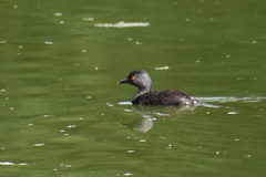 Tachybaptus dominicus