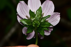 Cosmos diversifolius