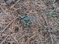Bufo bankorensis