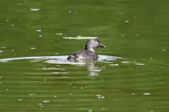 Tachybaptus dominicus