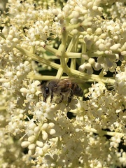 Apis mellifera