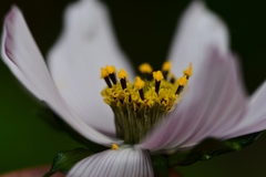 Cosmos diversifolius