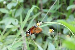 Danaus chrysippus