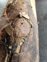 Hypoxylon rubiginosum