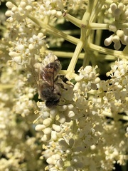 Apis mellifera