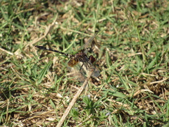 Dythemis fugax