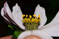 Cosmos diversifolius