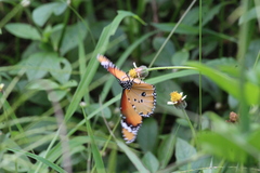 Danaus chrysippus