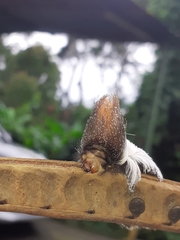 Megalopyginae