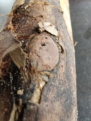 Hypoxylon rubiginosum