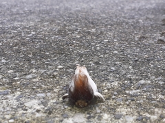 Megalopyginae