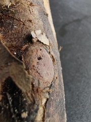 Hypoxylon rubiginosum