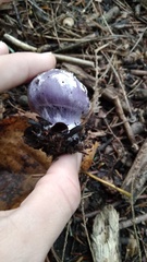 Cortinarius traganus