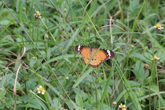 Danaus chrysippus