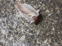 Megalopyginae