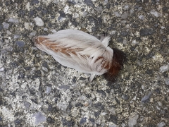 Megalopyginae