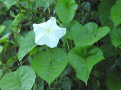Ipomoea alba
