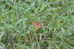 Junonia lemonias