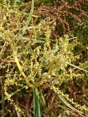 Amaranthus cannabinus