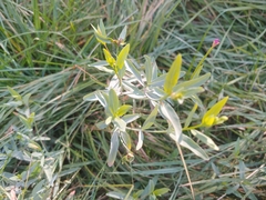 Alternanthera philoxeroides