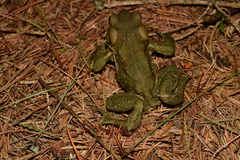 Bufo bankorensis