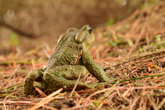 Bufo bankorensis