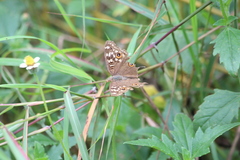 Junonia lemonias