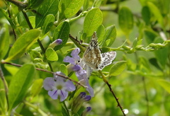 Burnsius communis