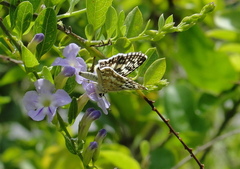 Burnsius communis