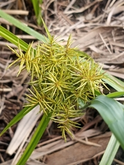Cyperus odoratus