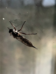 Neomochtherus willistoni