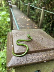 Tropidolaemus wagleri