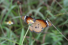 Danaus chrysippus