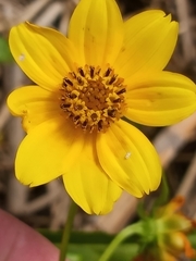 Bidens laevis