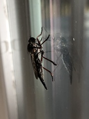 Neomochtherus willistoni