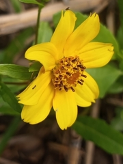 Bidens laevis