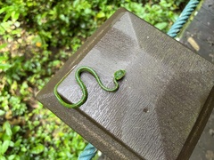 Tropidolaemus wagleri