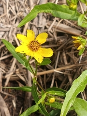 Bidens laevis