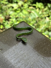 Tropidolaemus wagleri