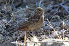 Emberiza