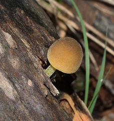 Simocybe