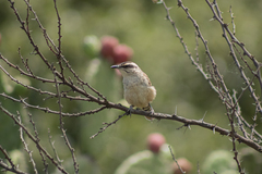 Campylorhynchus gularis